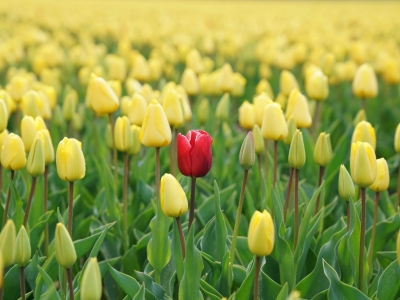 tulip-stands-out-by-rupert-britton