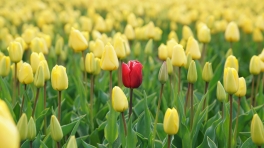 tulip-stands-out-by-rupert-britton
