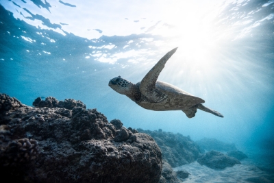 photo-of-sea-turtle-2765872