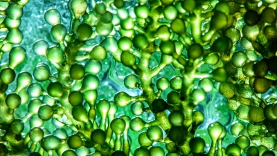 biofuel - 1