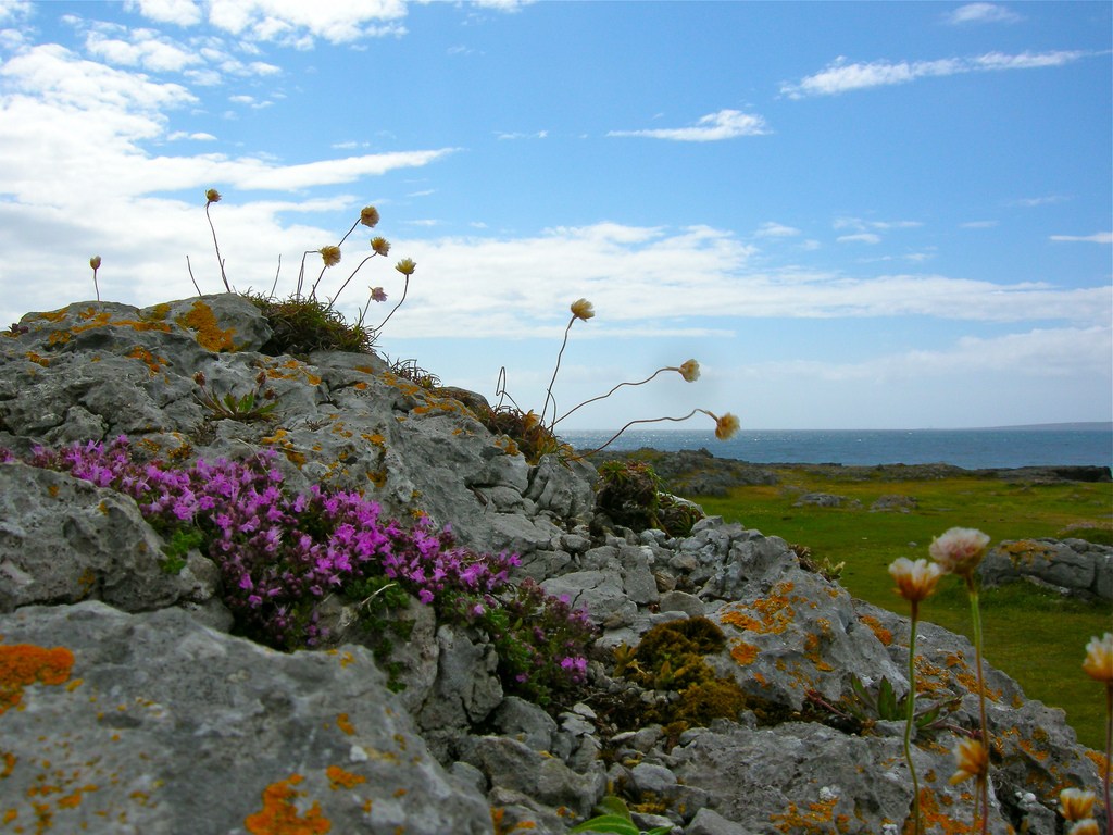 Burren Flowers