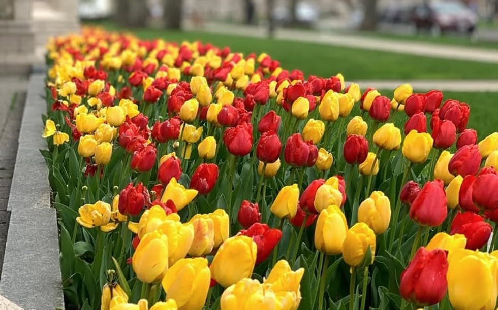 Red and yellow tulips on BC's campus. 