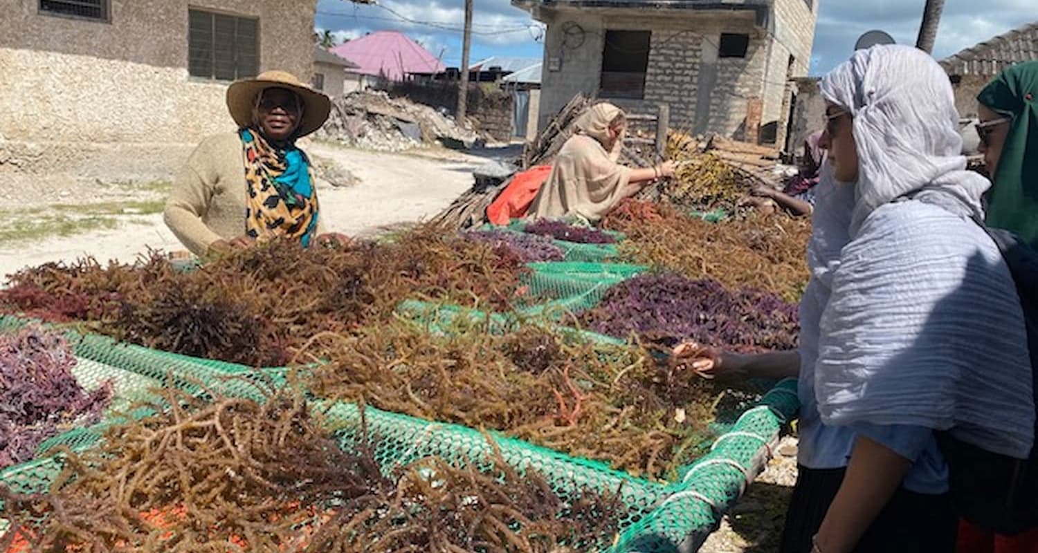 Zanzibar Seaweed Farming