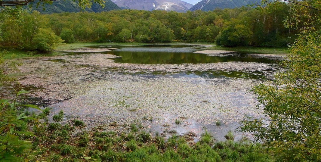 Algae growing on lake