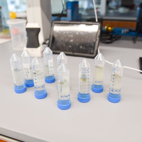 Ultrasonic sensing for bioreactor monitoring in tissue engineering and cell agriculture