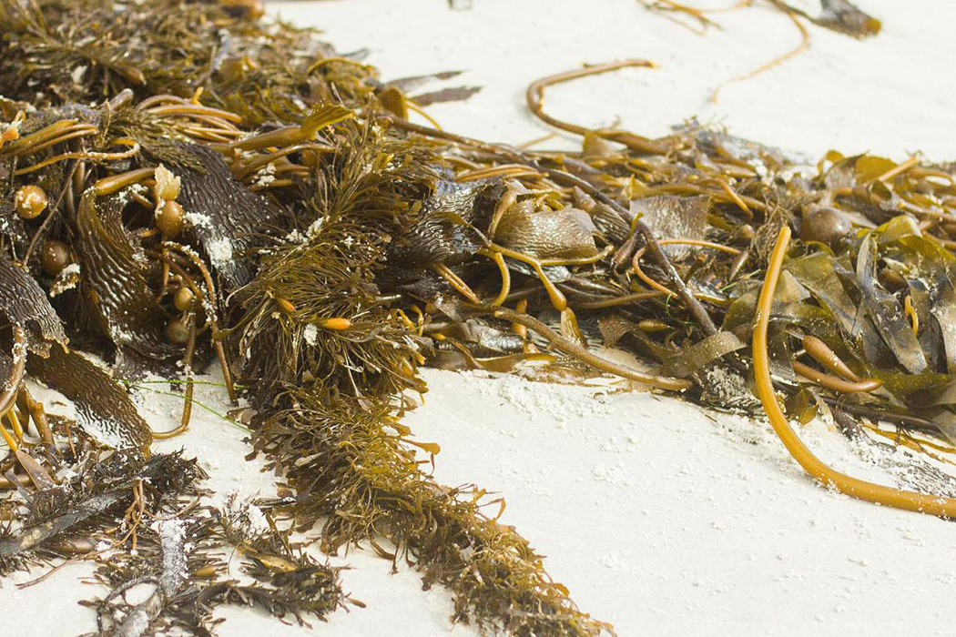 Seaweed on a beach