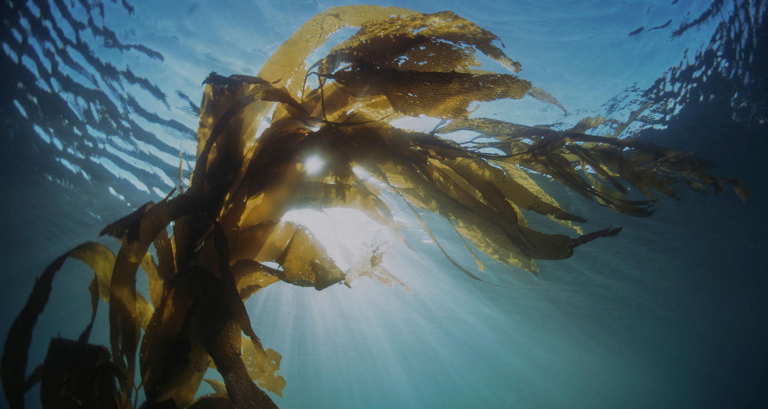 Kelp in the ocean