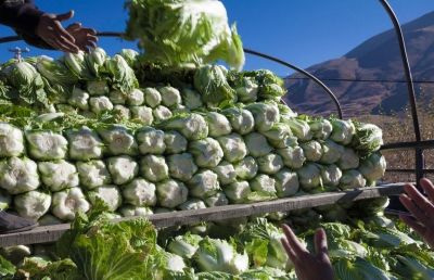 food supply chain